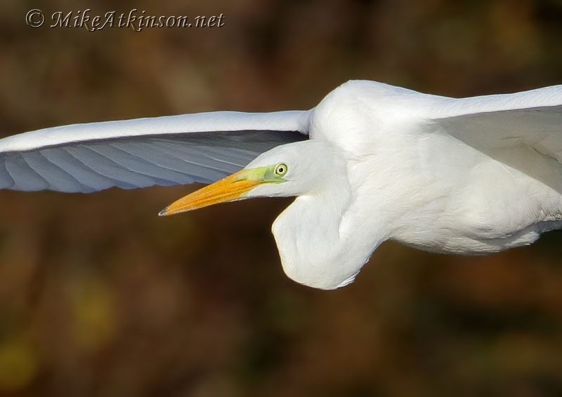 Great White Egret