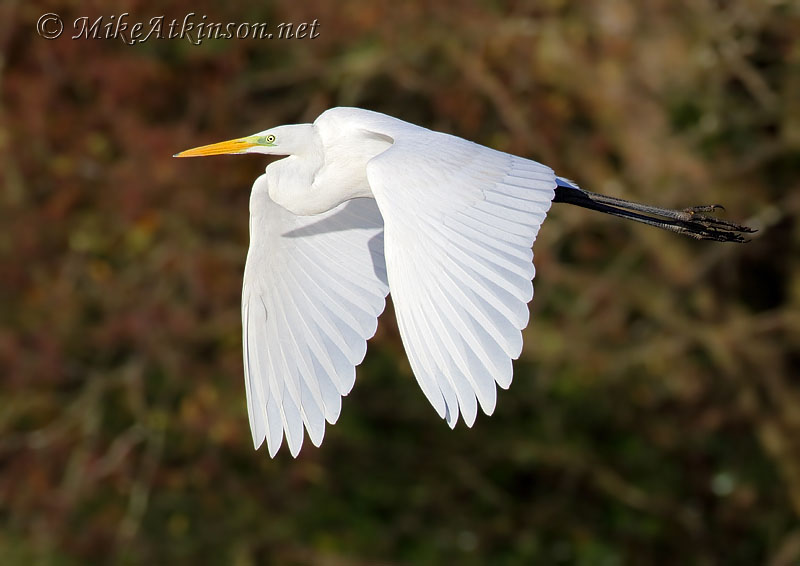 Great White Egret