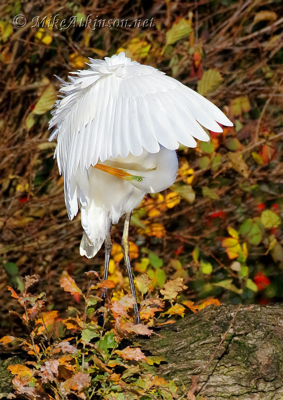 Great White Egret