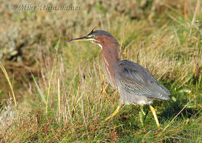 Green Heron