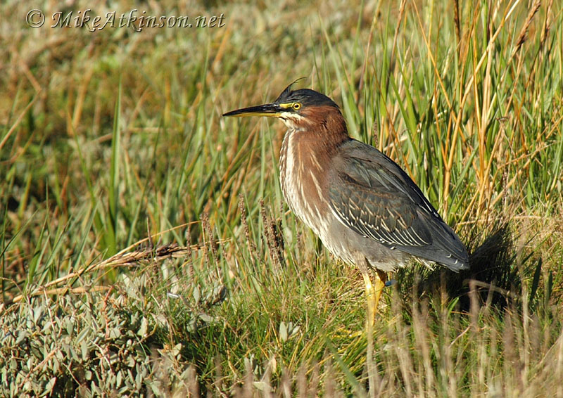 Green Heron