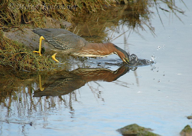 Green Heron