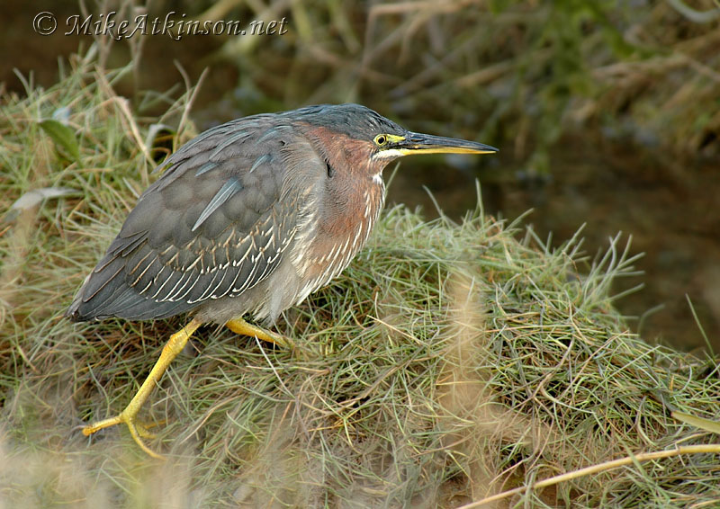 Green Heron