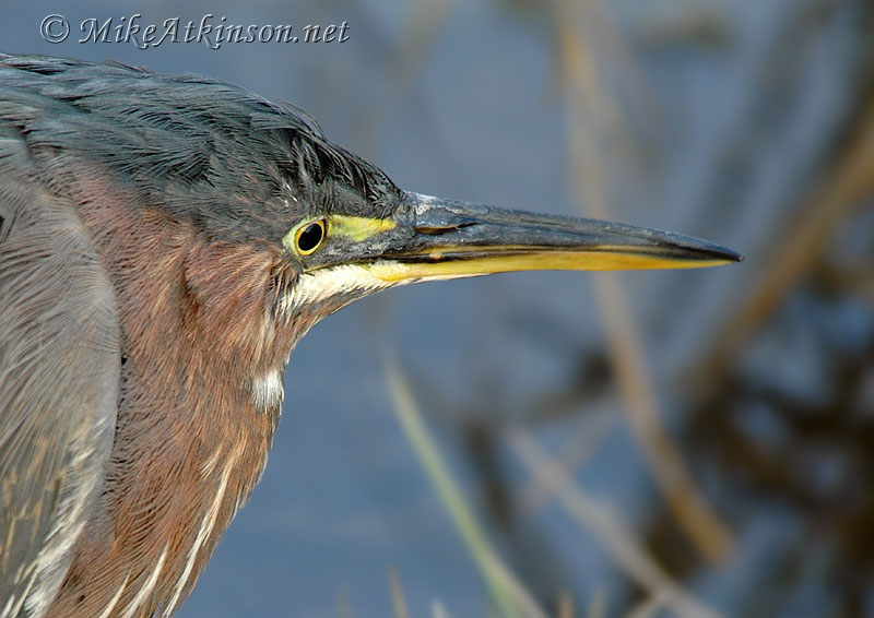 Green Heron
