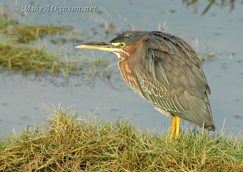 Green Heron