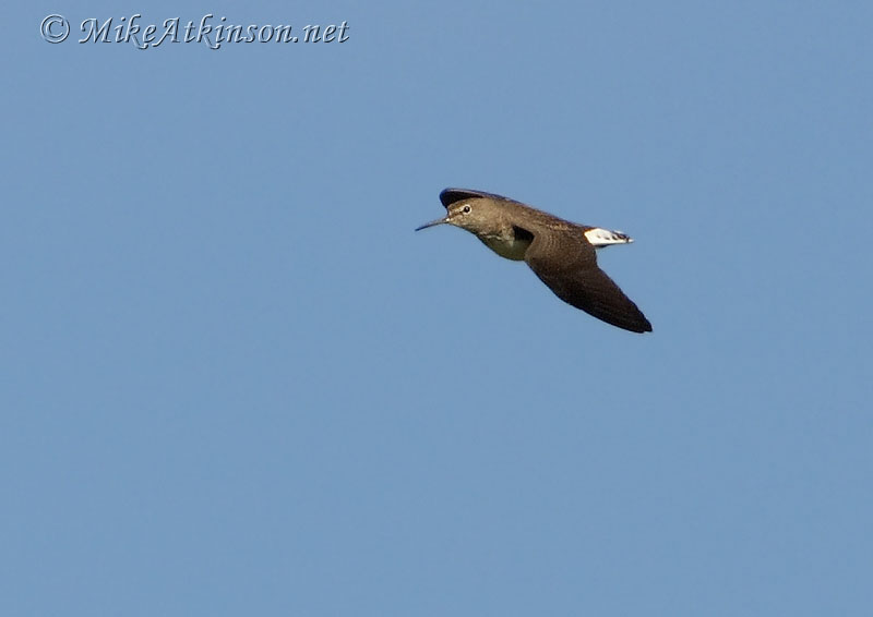 Green Sandpiper