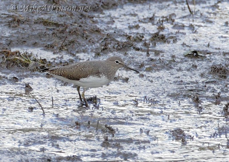 Green Sandpiper
