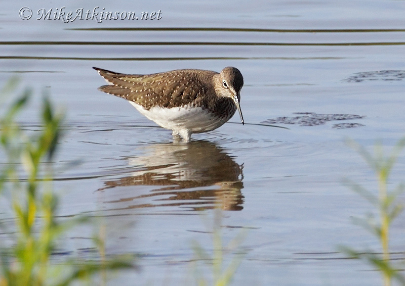 Green Sandpiper