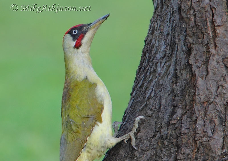 Green Woodpecker
