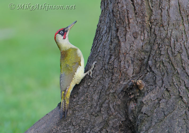 Green Woodpecker