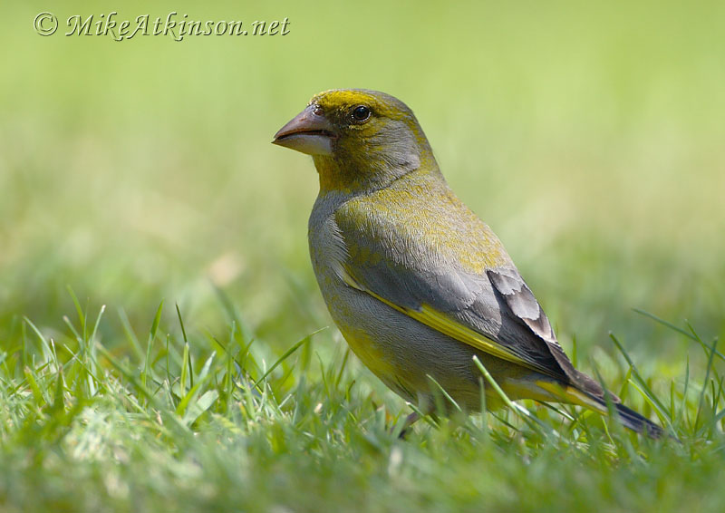 Greenfinch