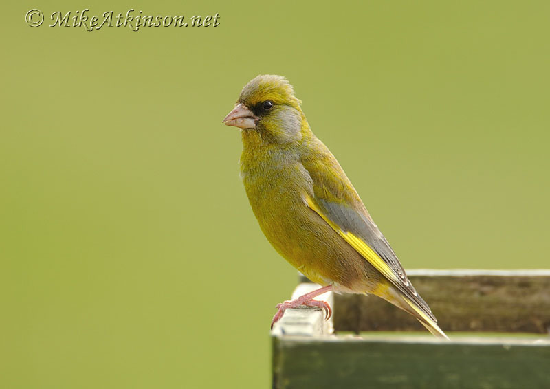 Greenfinch