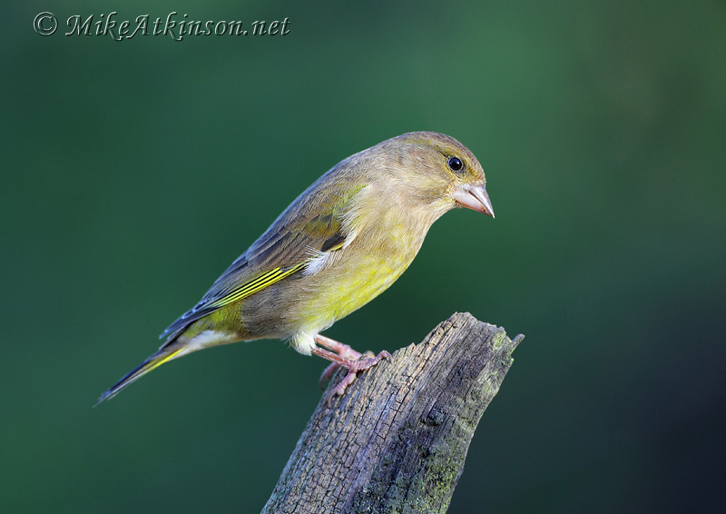 Greenfinch