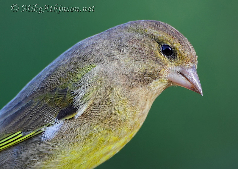Greenfinch