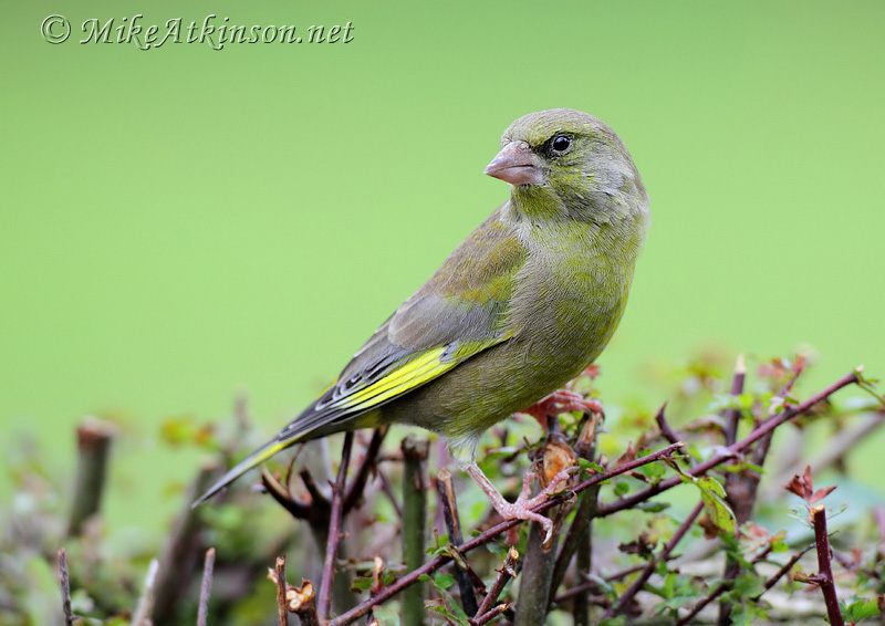 Greenfinch