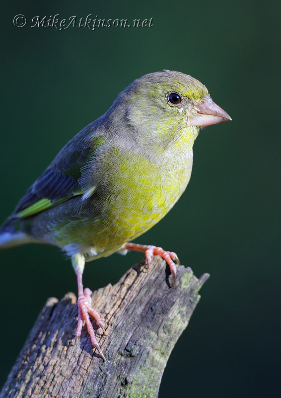 Greenfinch