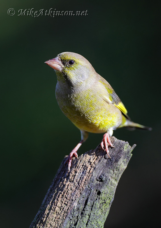 Greenfinch