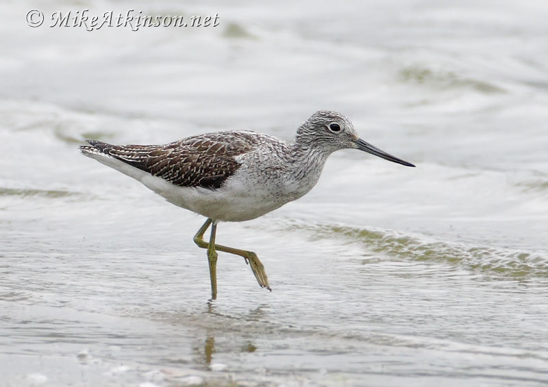 Greenshank