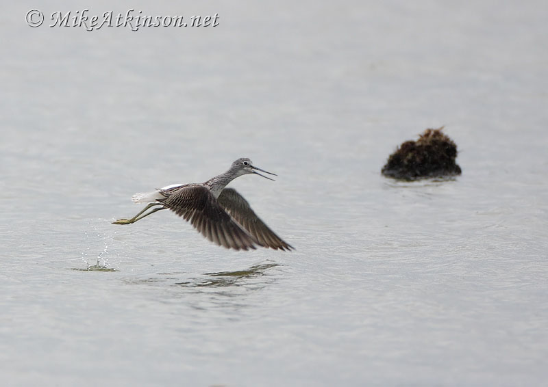 Greenshank