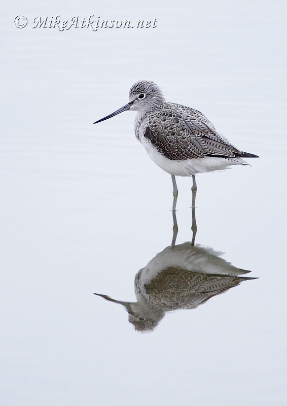 Greenshank