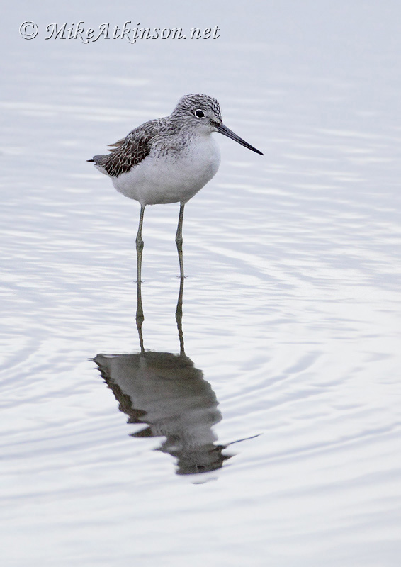 Greenshank