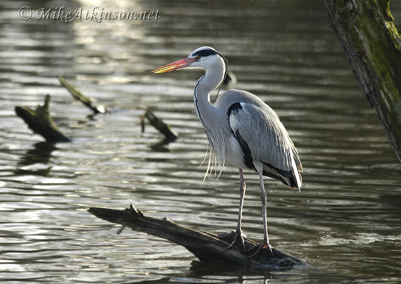 Grey Heron (captive bird)