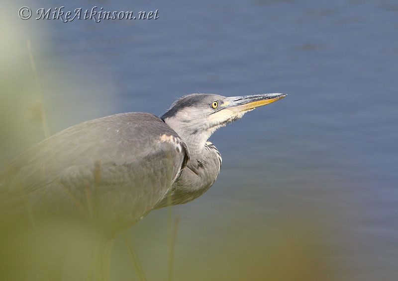Grey Heron
