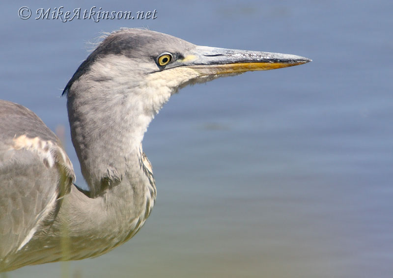 Grey Heron