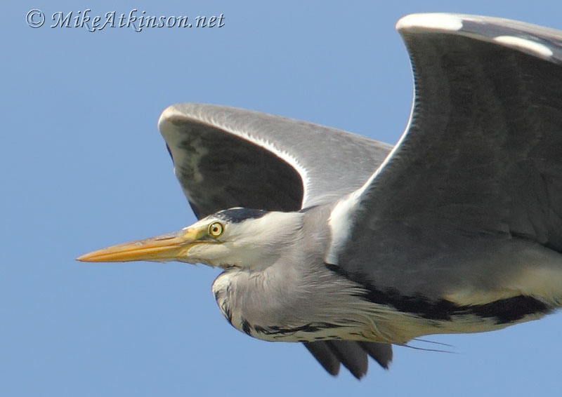 Grey Heron