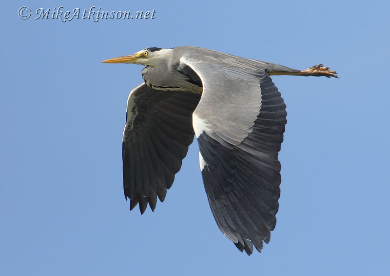 Grey Heron