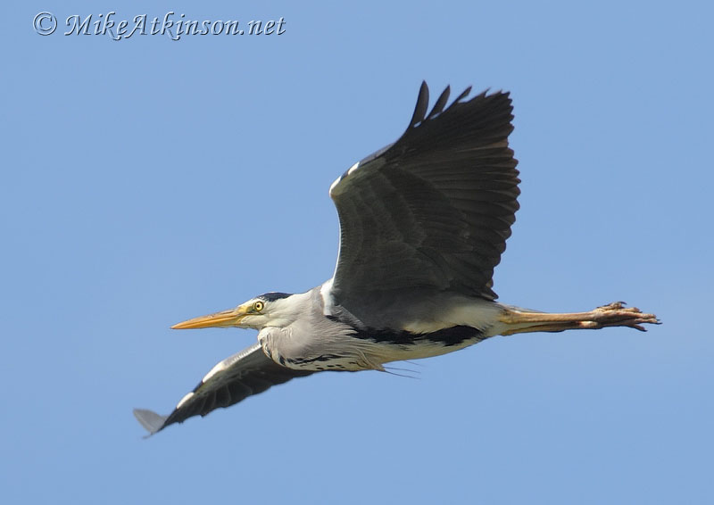 Grey Heron