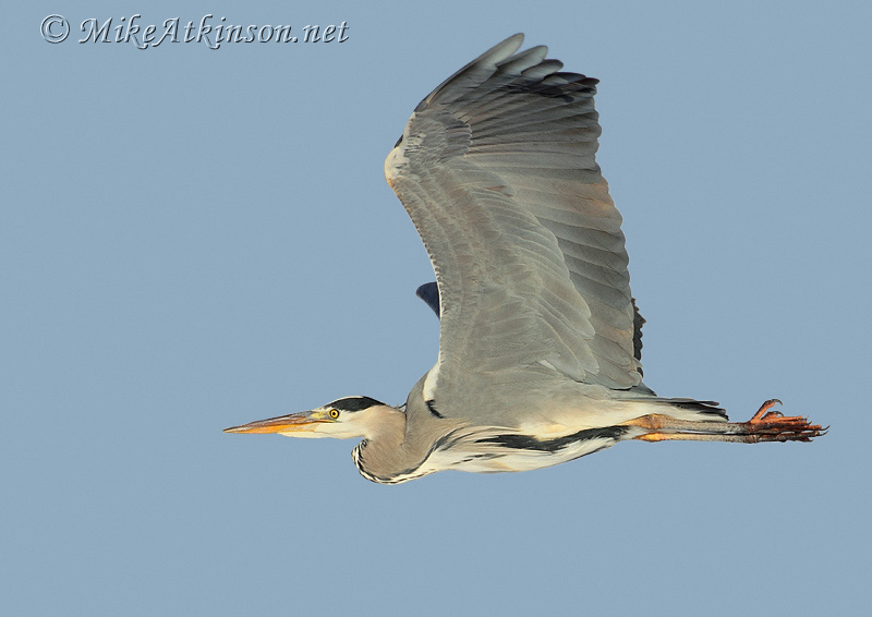 Grey Heron