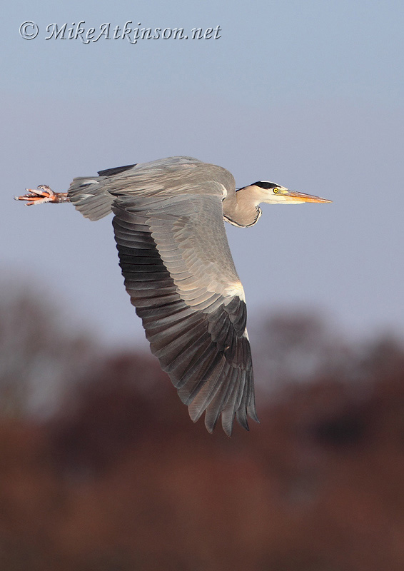 Grey Heron