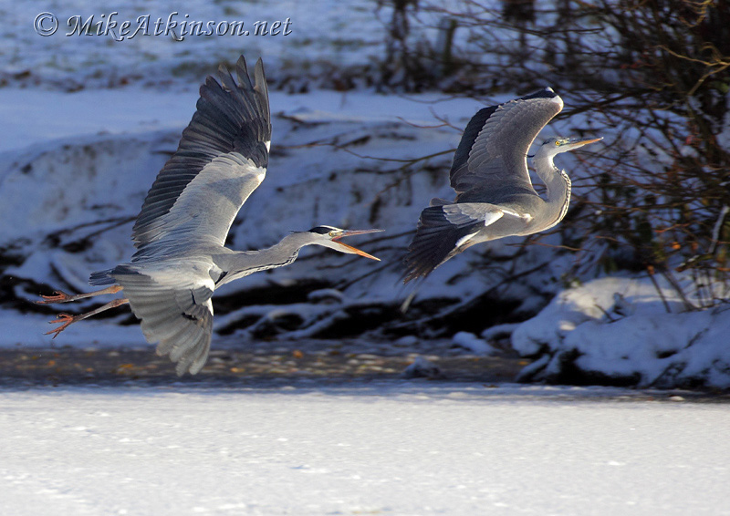 Grey Heron