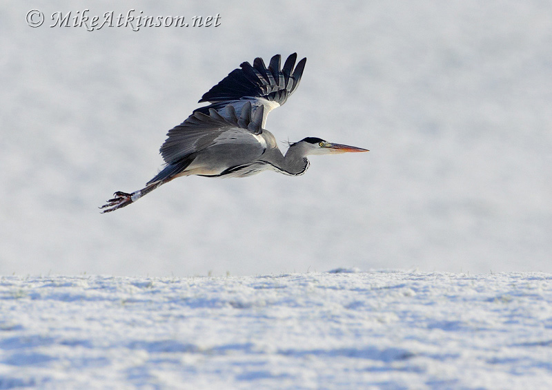 Grey Heron