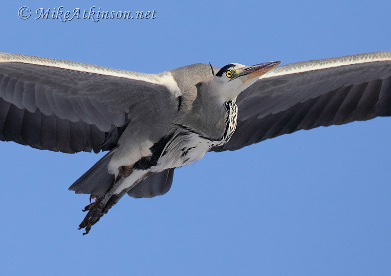 Grey Heron