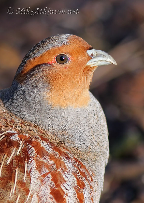 Grey Partridge