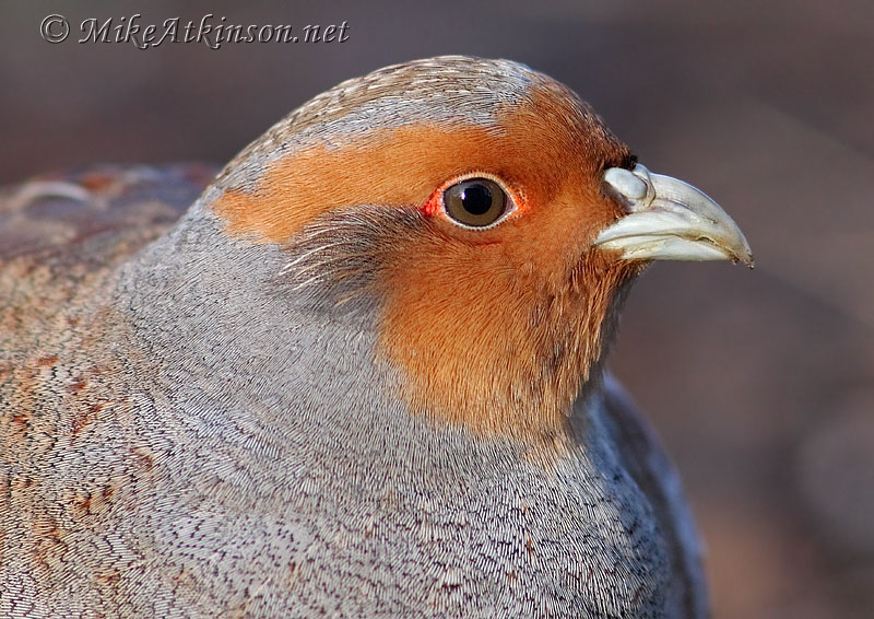 Grey Partridge