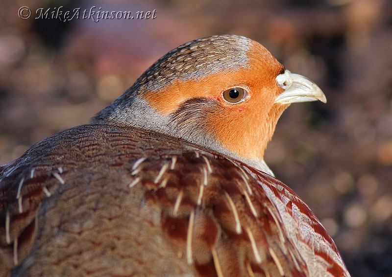 Grey Partridge