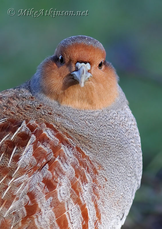 Grey Partridge