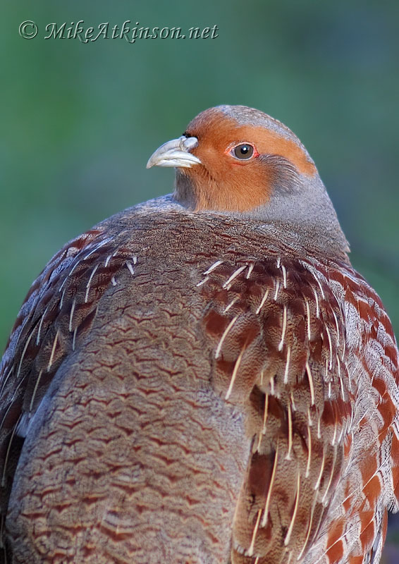 Grey Partridge