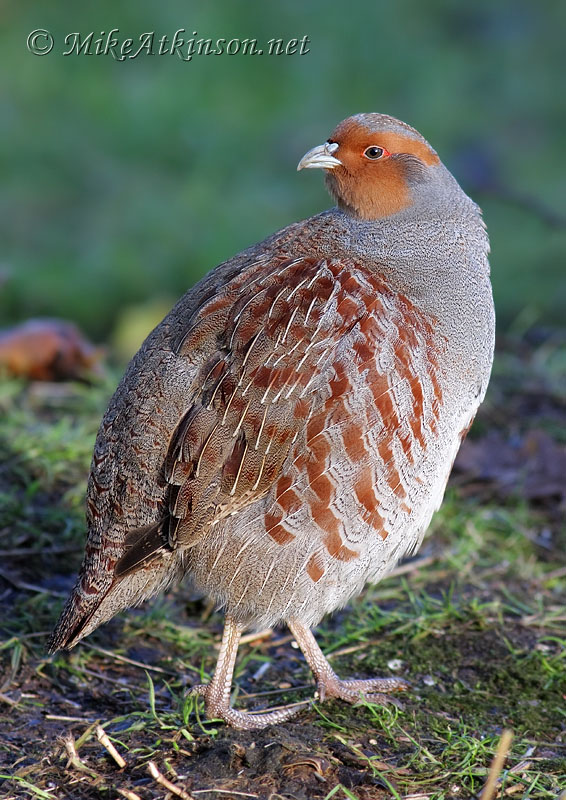 Grey Partridge