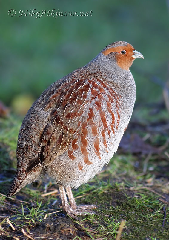 Grey Partridge