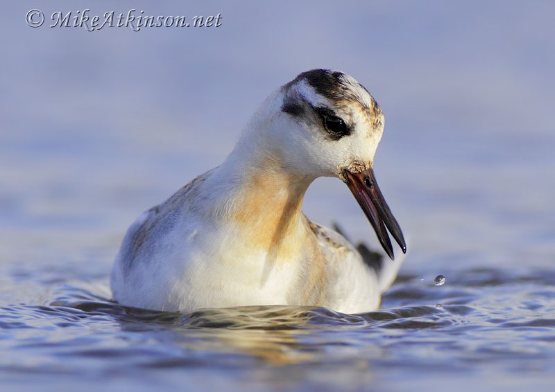 Grey Phalarope