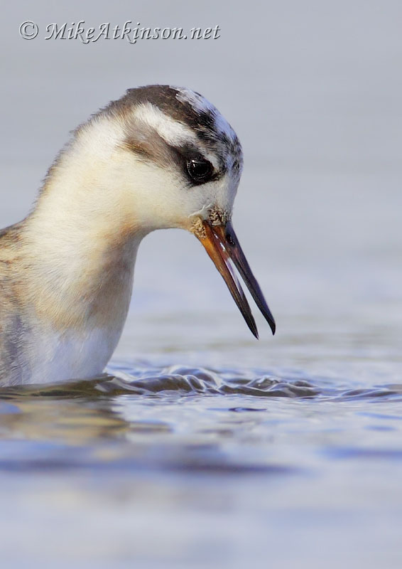 Grey Phalarope