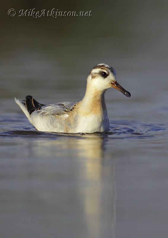 Grey Phalarope
