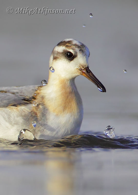Grey Phalarope