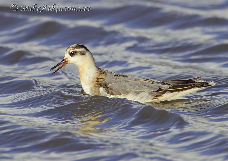 Grey Phalarope