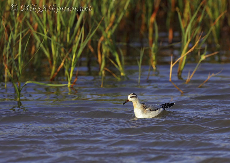Grey Phalarope