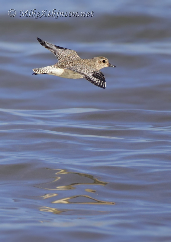 Grey Plover